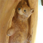 Bear in the hole woodcarving
