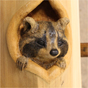Raccoon on timber post